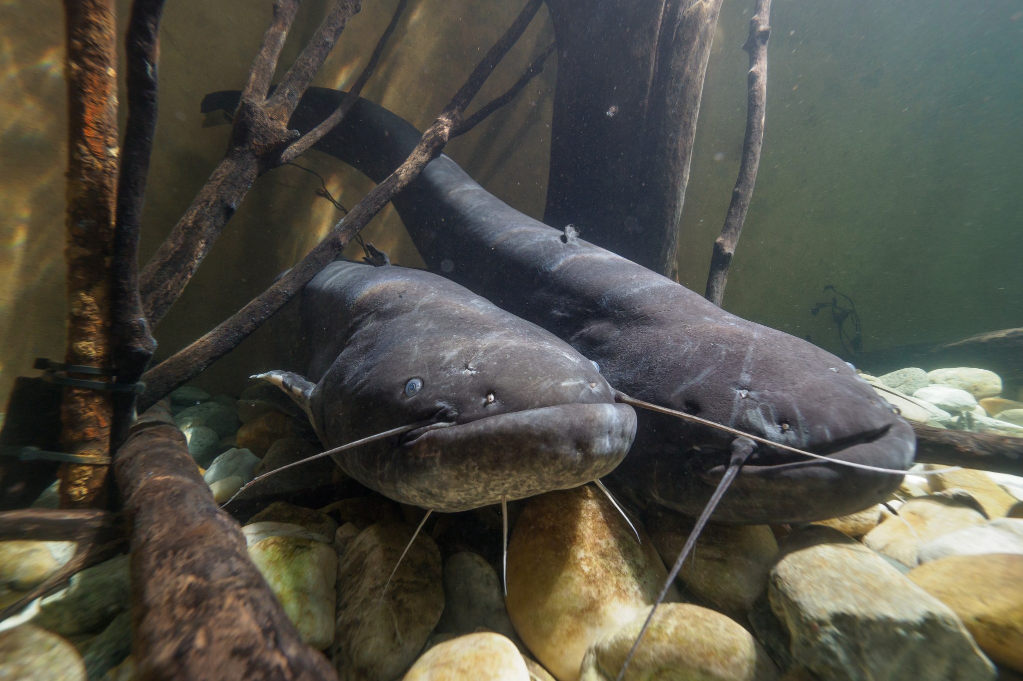 Welse-im-Haus-für-Natur.j