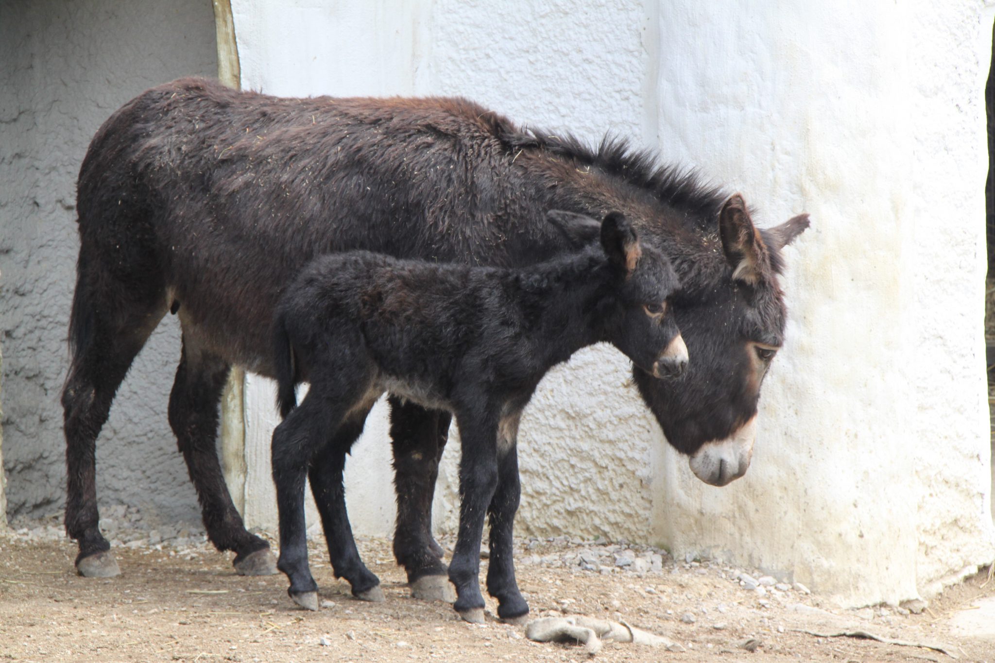 Zoo Linz junger Esel und Eselmama