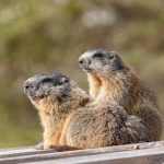 murmeltiere_in_der_axamer_lizum_axamer_lizum