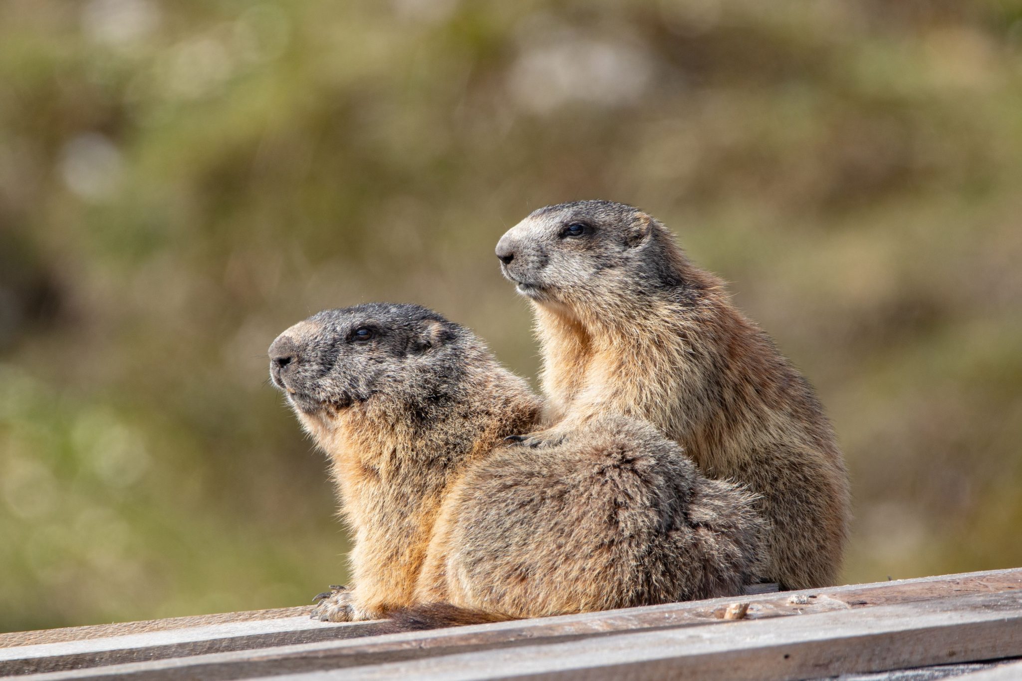 murmeltiere_in_der_axamer_lizum_axamer_lizum