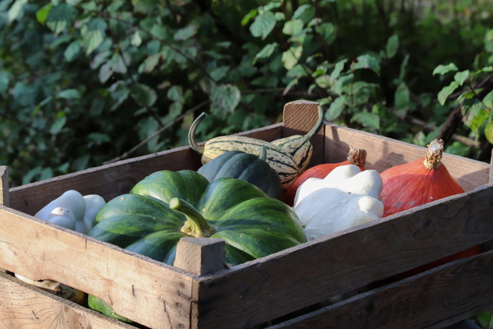 Different,Types,Of,Fresh,Pumpkin