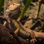 Reptilienzoo©HdN_Simmerstatter