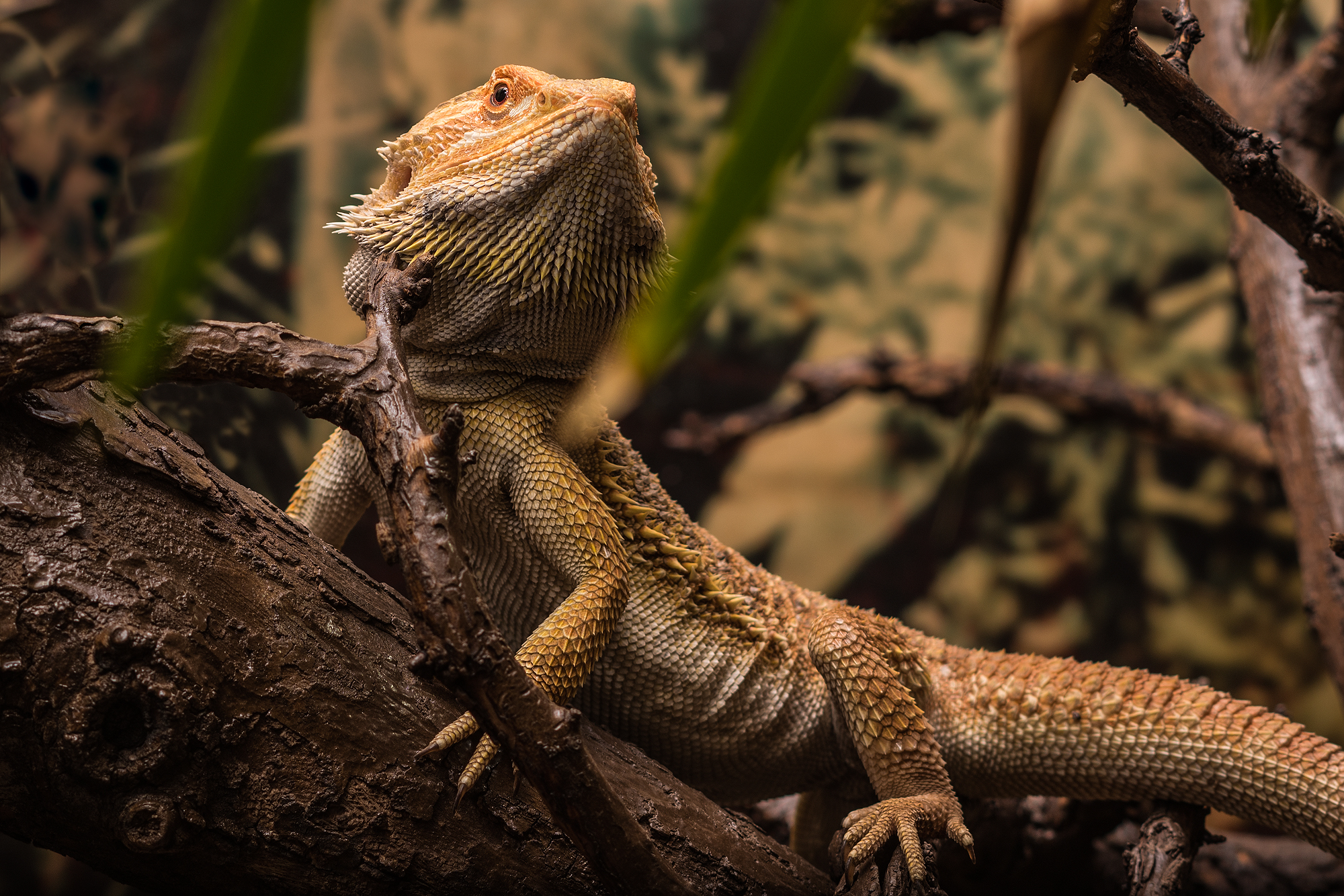 Reptilienzoo©HdN_Simmerstatter