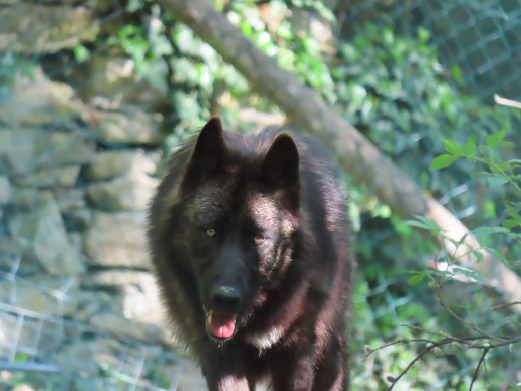 Timberwolf-Dame: der erste Schnappschuss im oststeirischen Gehege