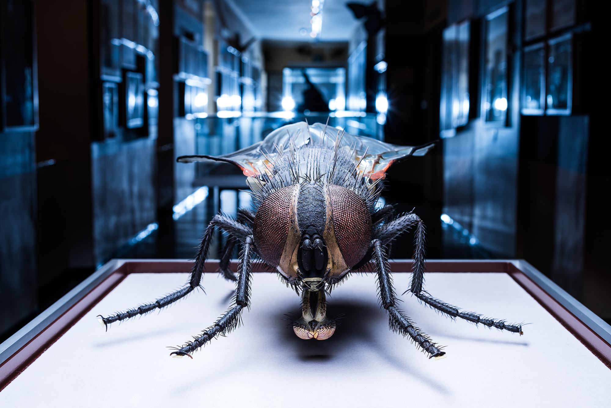 WeltderInsekten©HdN_Simmerstatter