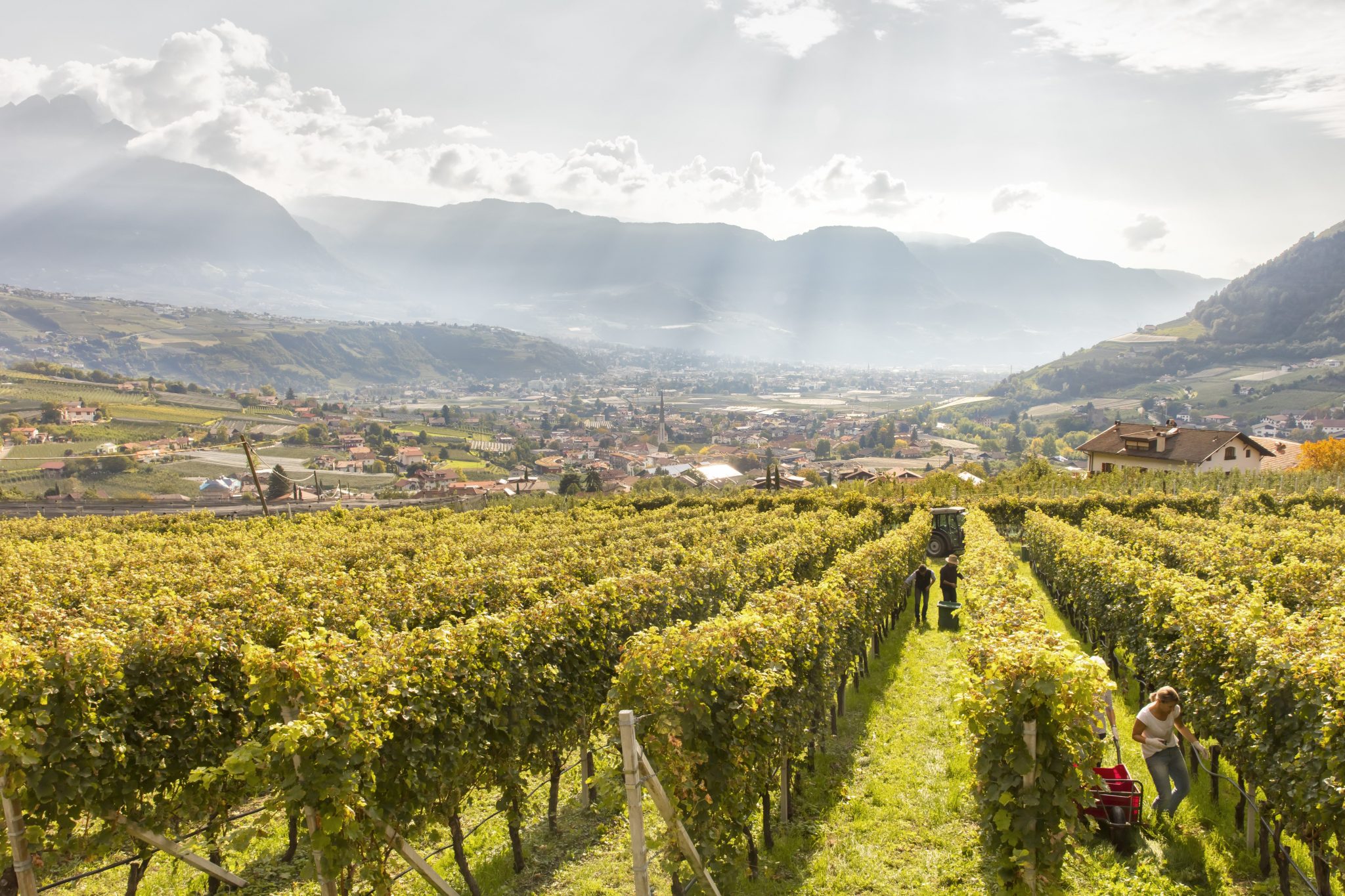 Suedtirol, Algund, Schloss Plars, Weinernte, Weisswein, Sylvaner,