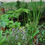 Erlebniswochenende _Kräuter der Kelten_ (c) MAMUZ