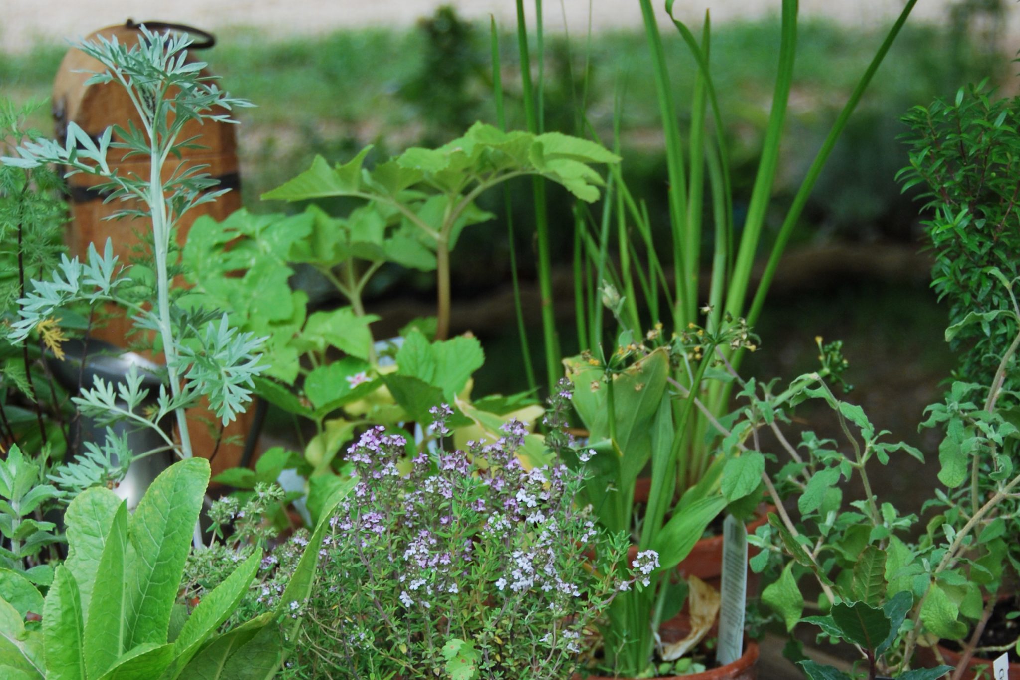 Erlebniswochenende _Kräuter der Kelten_ (c) MAMUZ