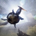 Europäische-Sumpfschildkröte-im-Museumsgarten-des-Museum-Niederösterreich