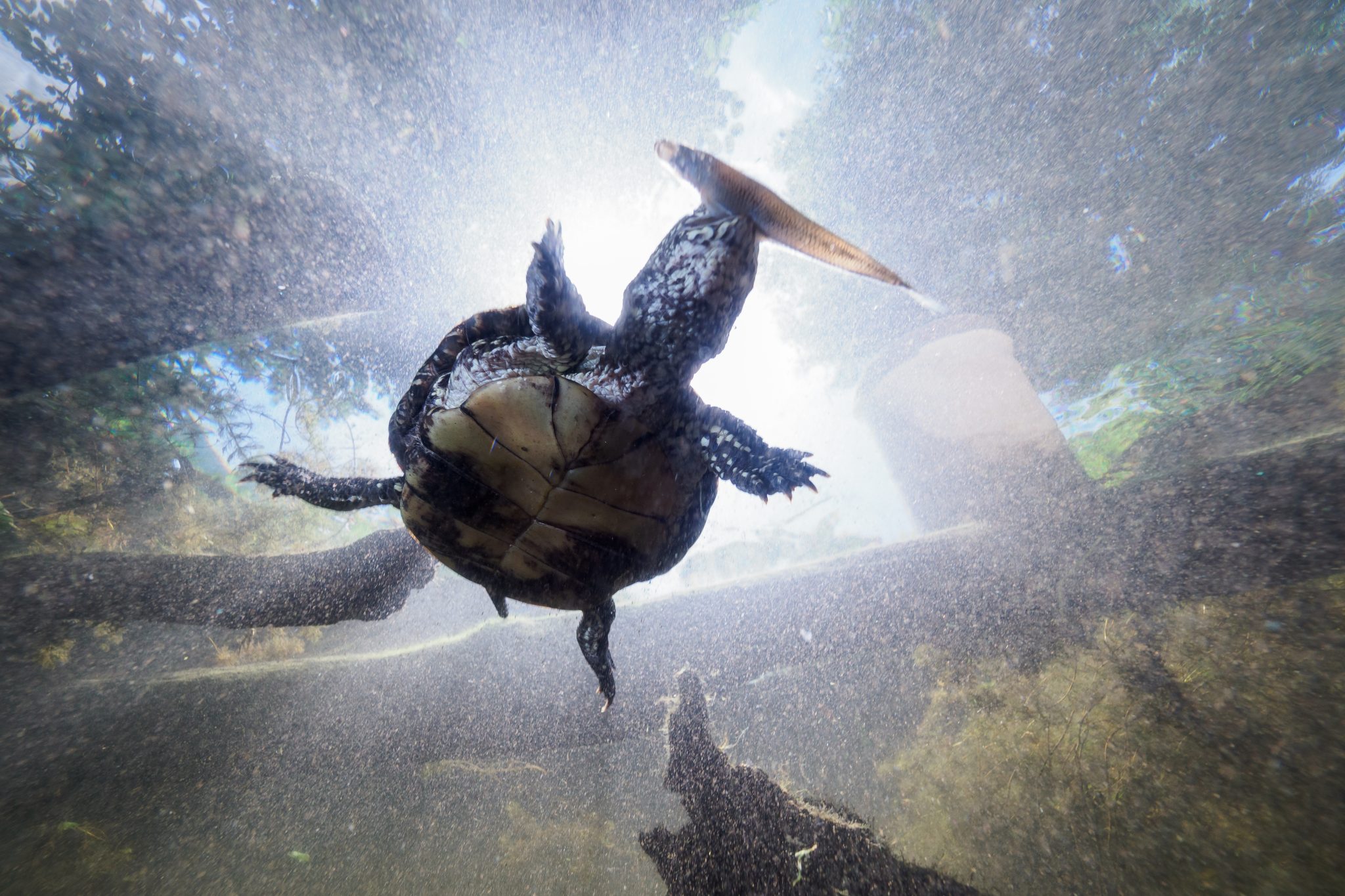 Europäische-Sumpfschildkröte-im-Museumsgarten-des-Museum-Niederösterreich