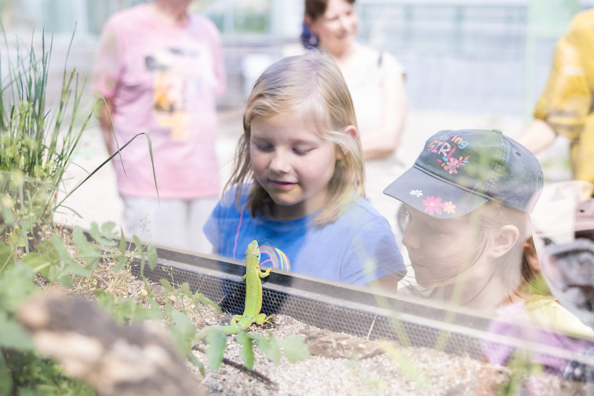 Fütterung Smaragdeidechse Museumsgarten