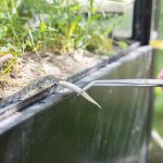 Fütterung Würfelnatter