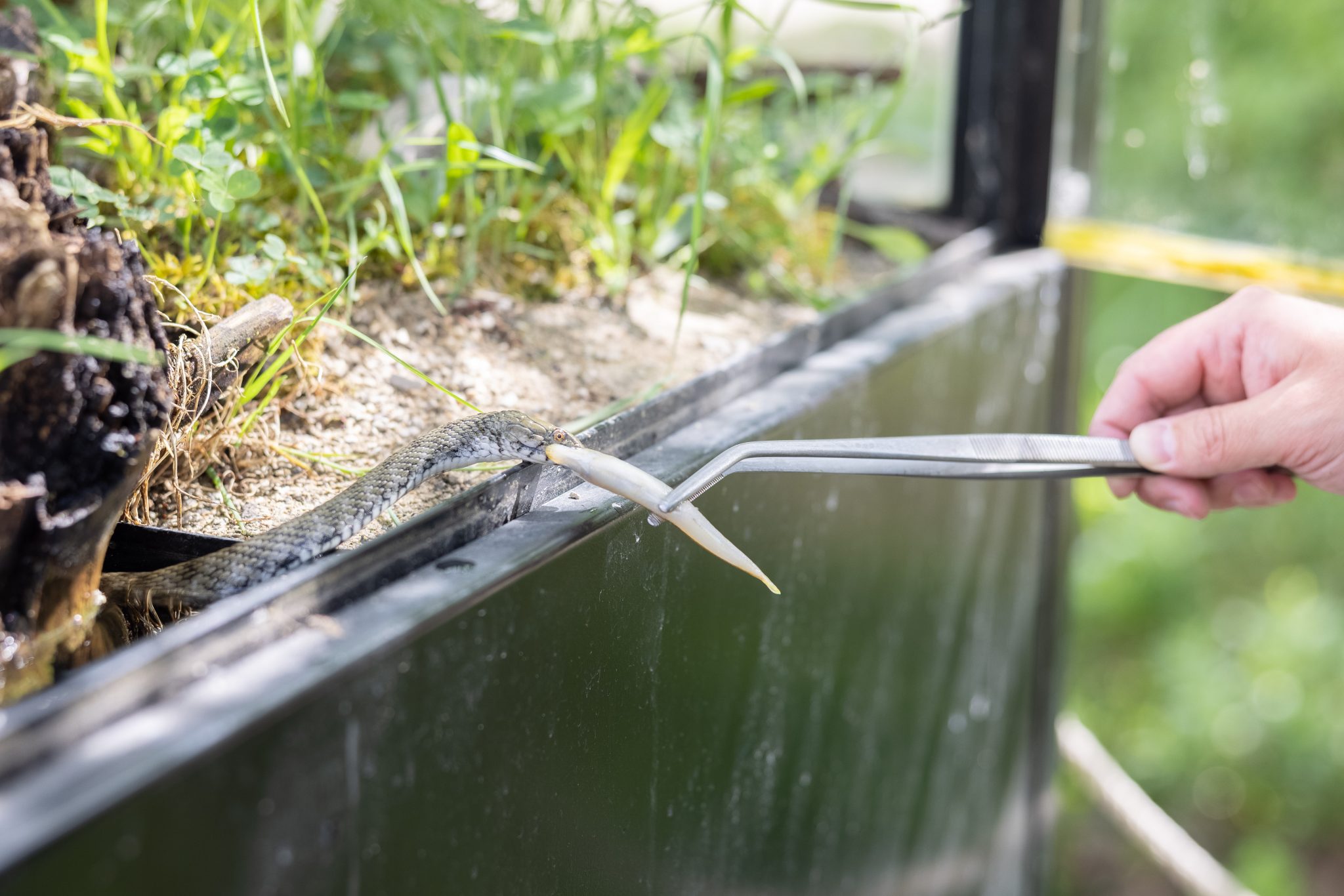 Fütterung Würfelnatter