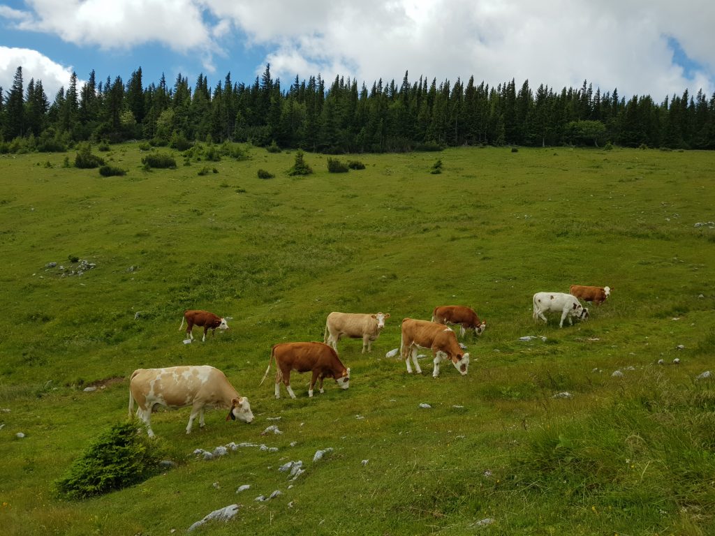 Kuhherden auf Almen gehören einfach dazu, aber man muss beim Aufeinandertreffen auch einiges Beachten.