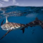 Copyright Chaluk (2)