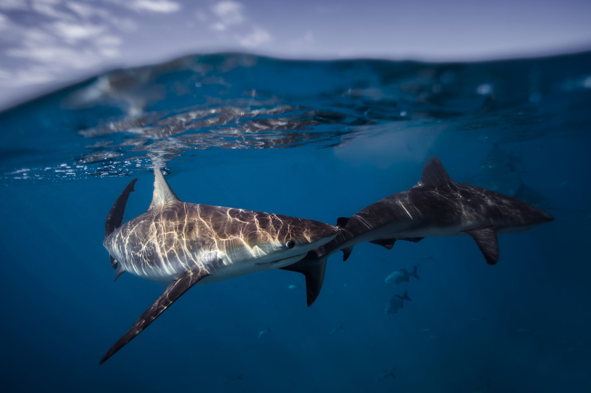 Copyright Chaluk (2)