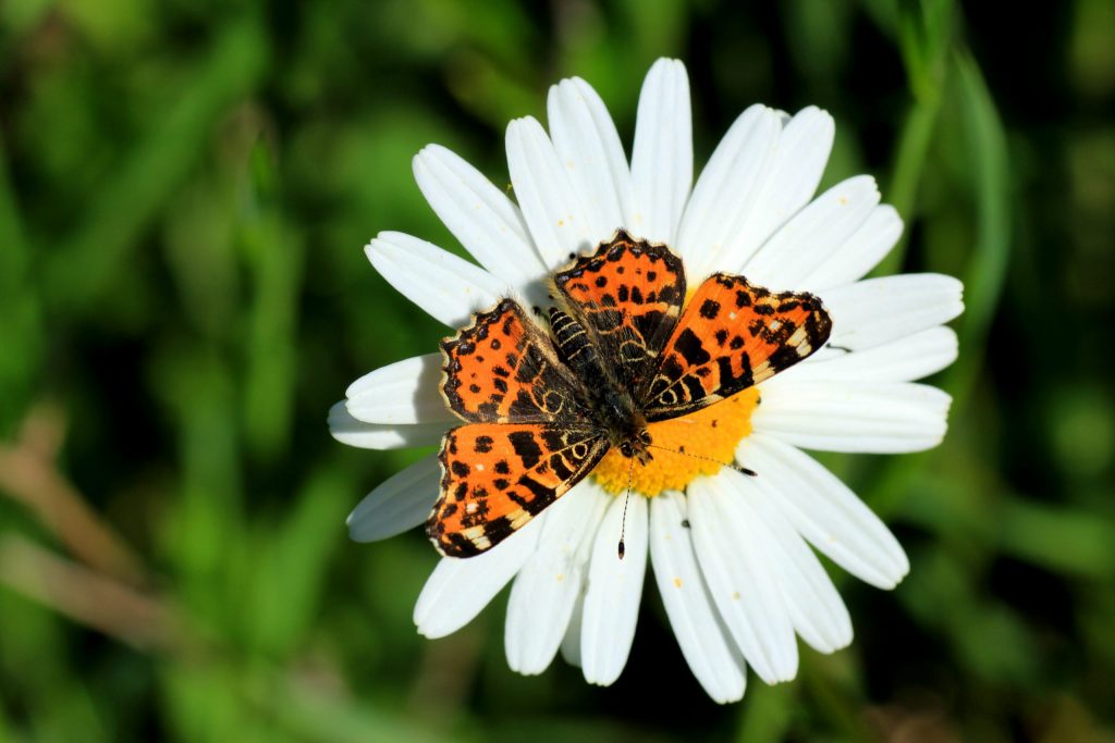 03_Landkärtchen-scaled