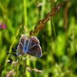 04_Hauheuchel-Bläuling-Weibchen-scaled