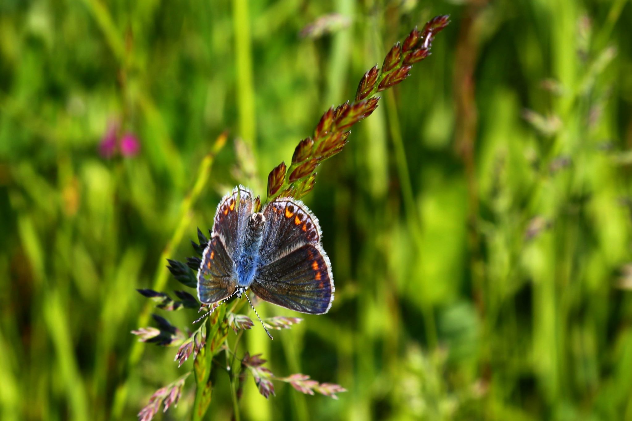 04_Hauheuchel-Bläuling-Weibchen-scaled
