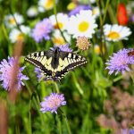 05_Schwalbenschwanz-scaled