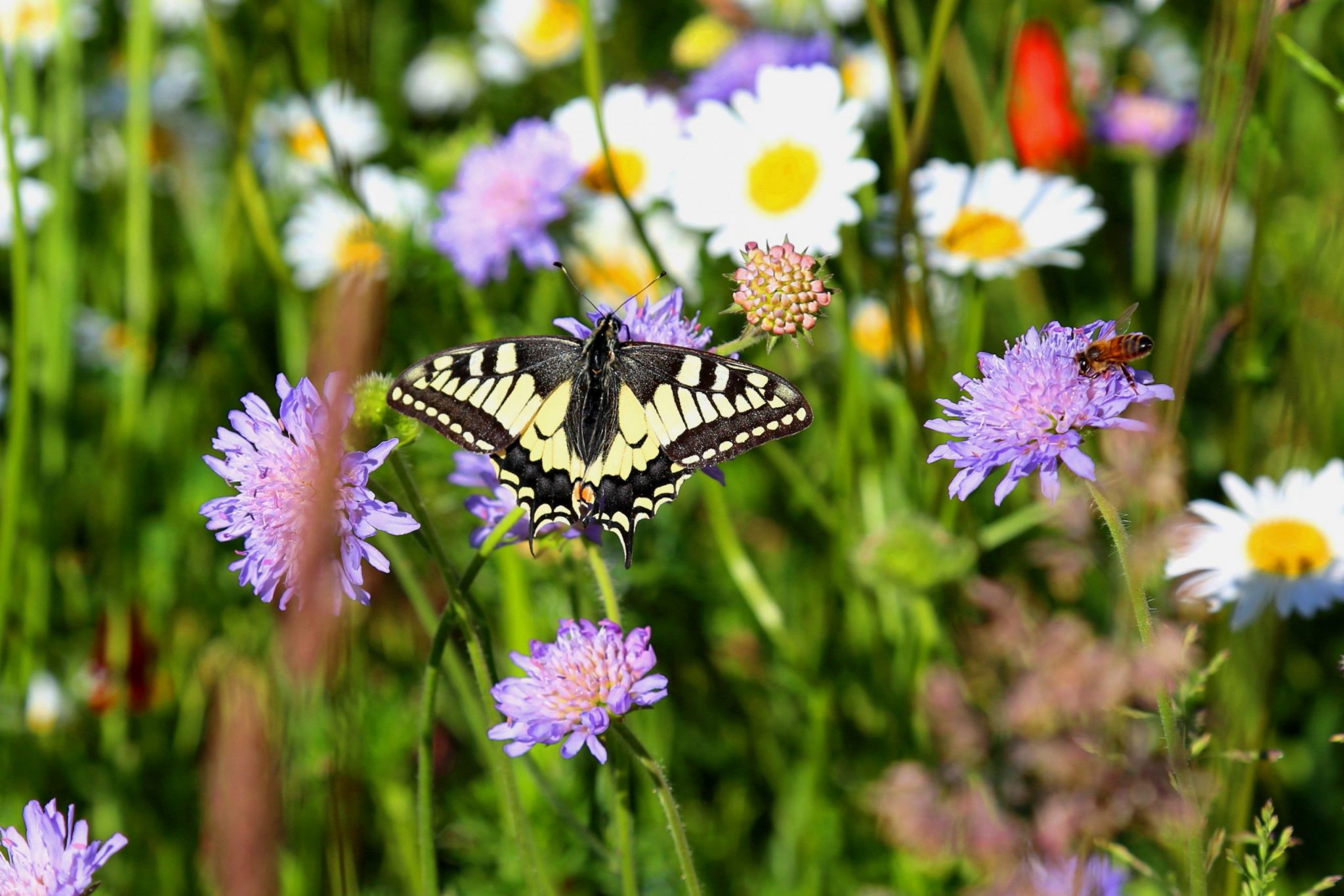 05_Schwalbenschwanz-scaled