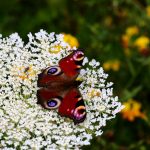 06_Tagpfauenauge-scaled