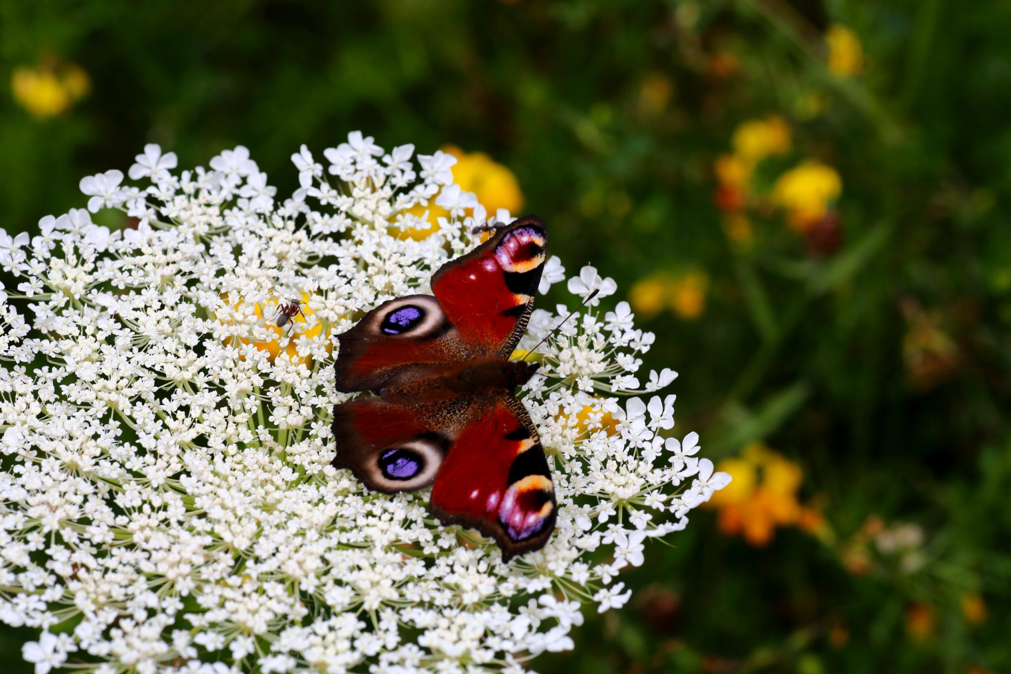 06_Tagpfauenauge-scaled