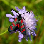 08_Sechsfleck-Widderchen-scaled