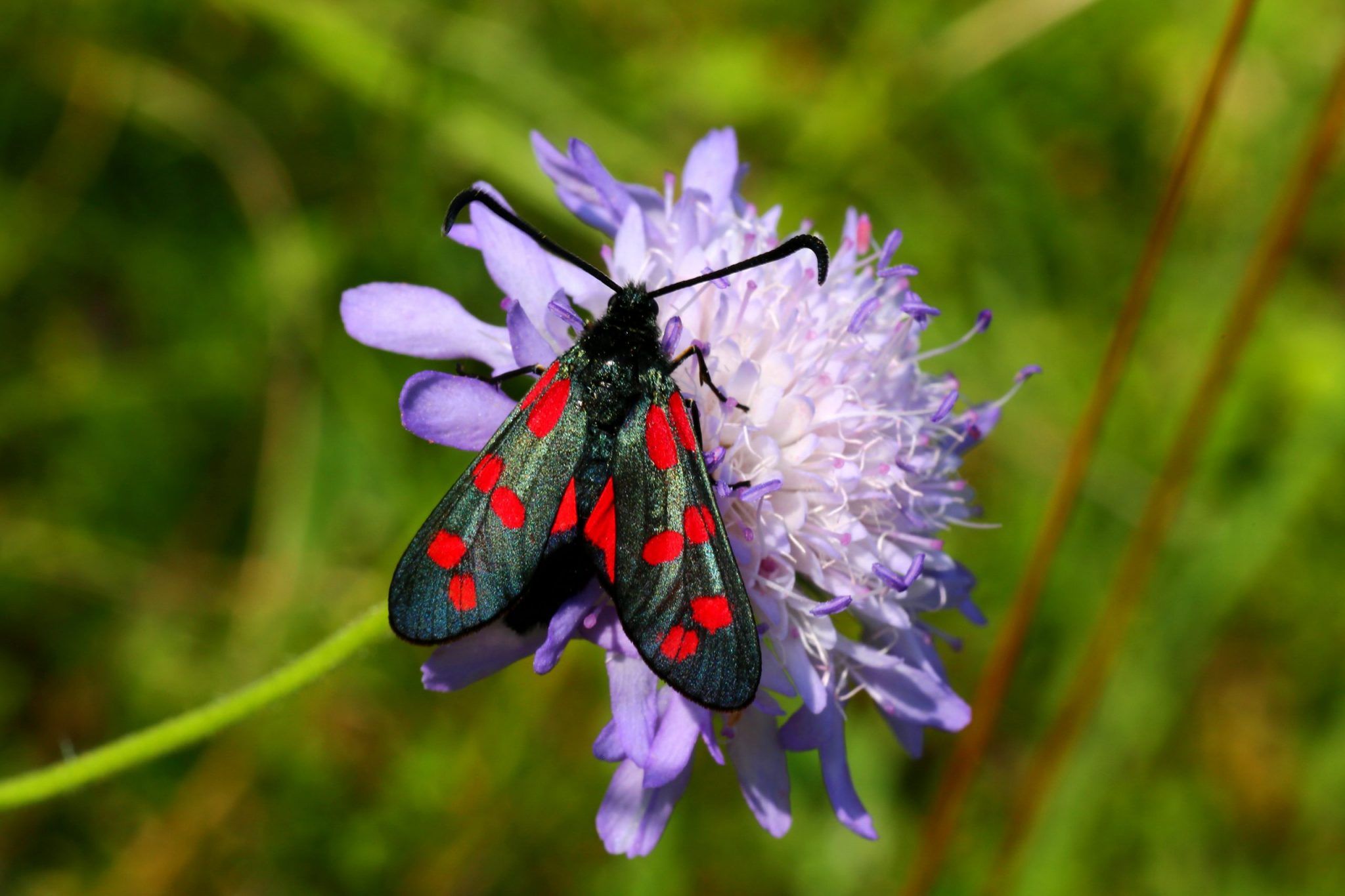 08_Sechsfleck-Widderchen-scaled