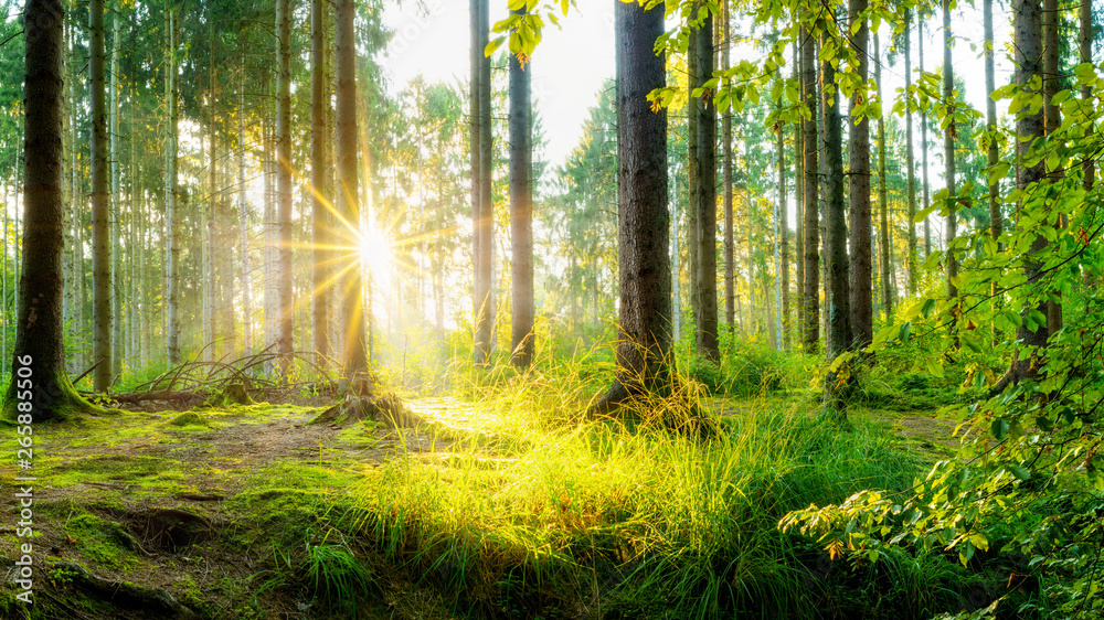 Wälder sind schützenswert, da sie in mehrfacher Hinsicht das Klima positiv beeinflussen.