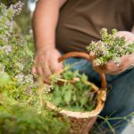 Rogner Kräuter © Waldviertel Tourismus, Studio Kerschbaum