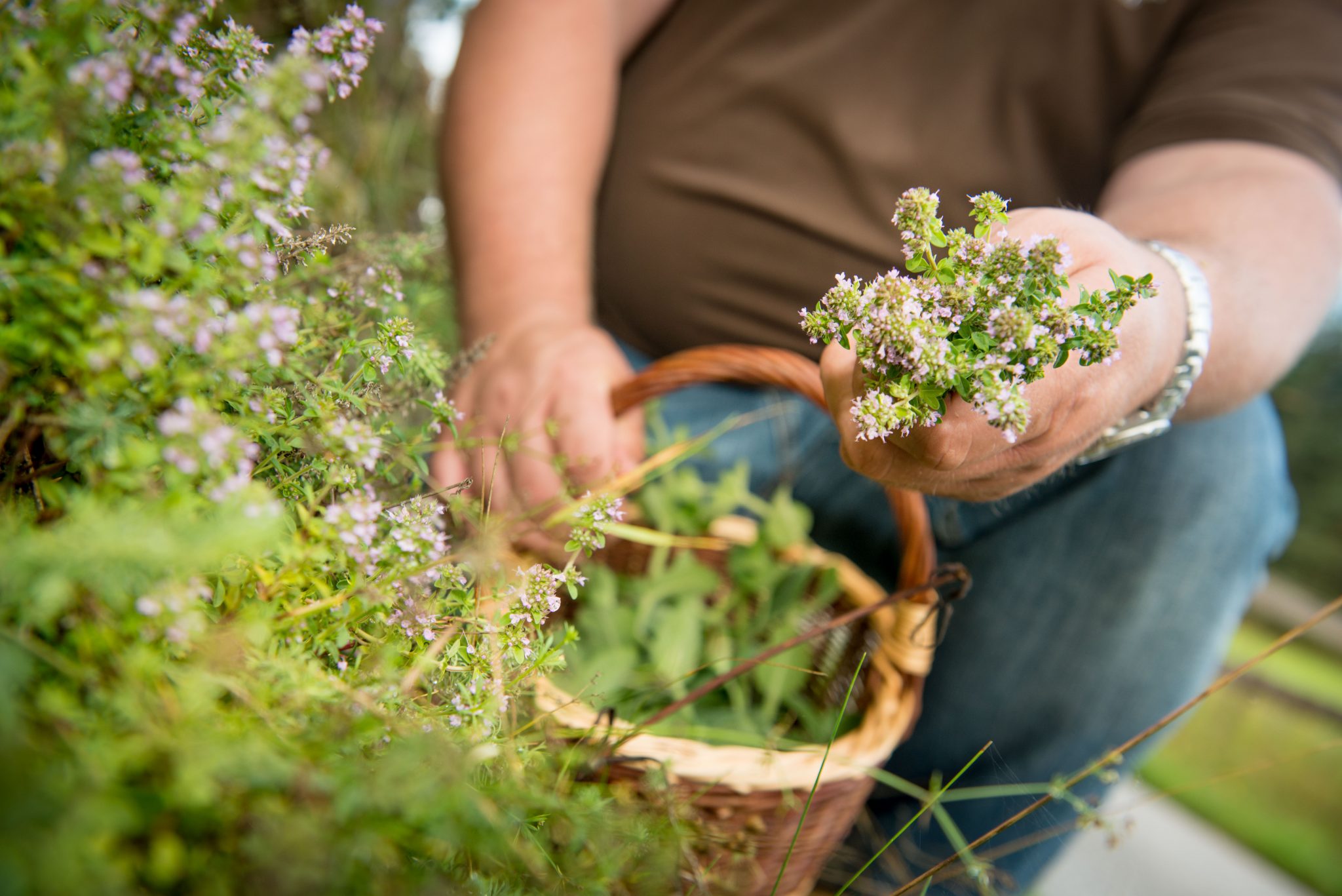 Rogner Kräuter © Waldviertel Tourismus, Studio Kerschbaum