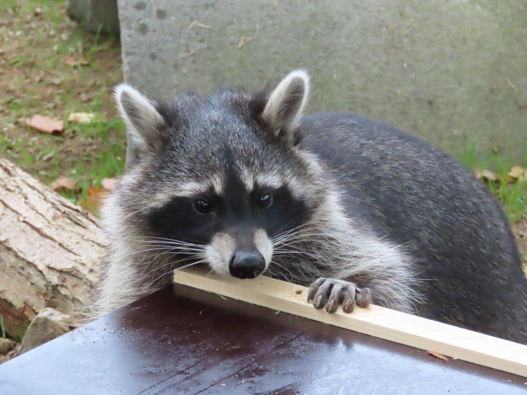 Waschbär Loyd entdeckt sein neues Zuhause: Klettergerüst und Futter-Wühlkiste haben es ihm besonders angetan