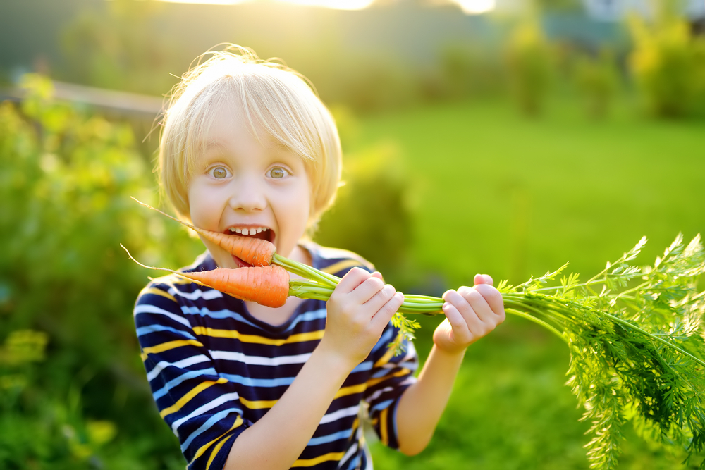 Happy,Little,Boy,Helps,Family,To,Harvest,Of,Organic,Homegrown