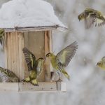 Wintervogelzählung_ Erlenzeisige