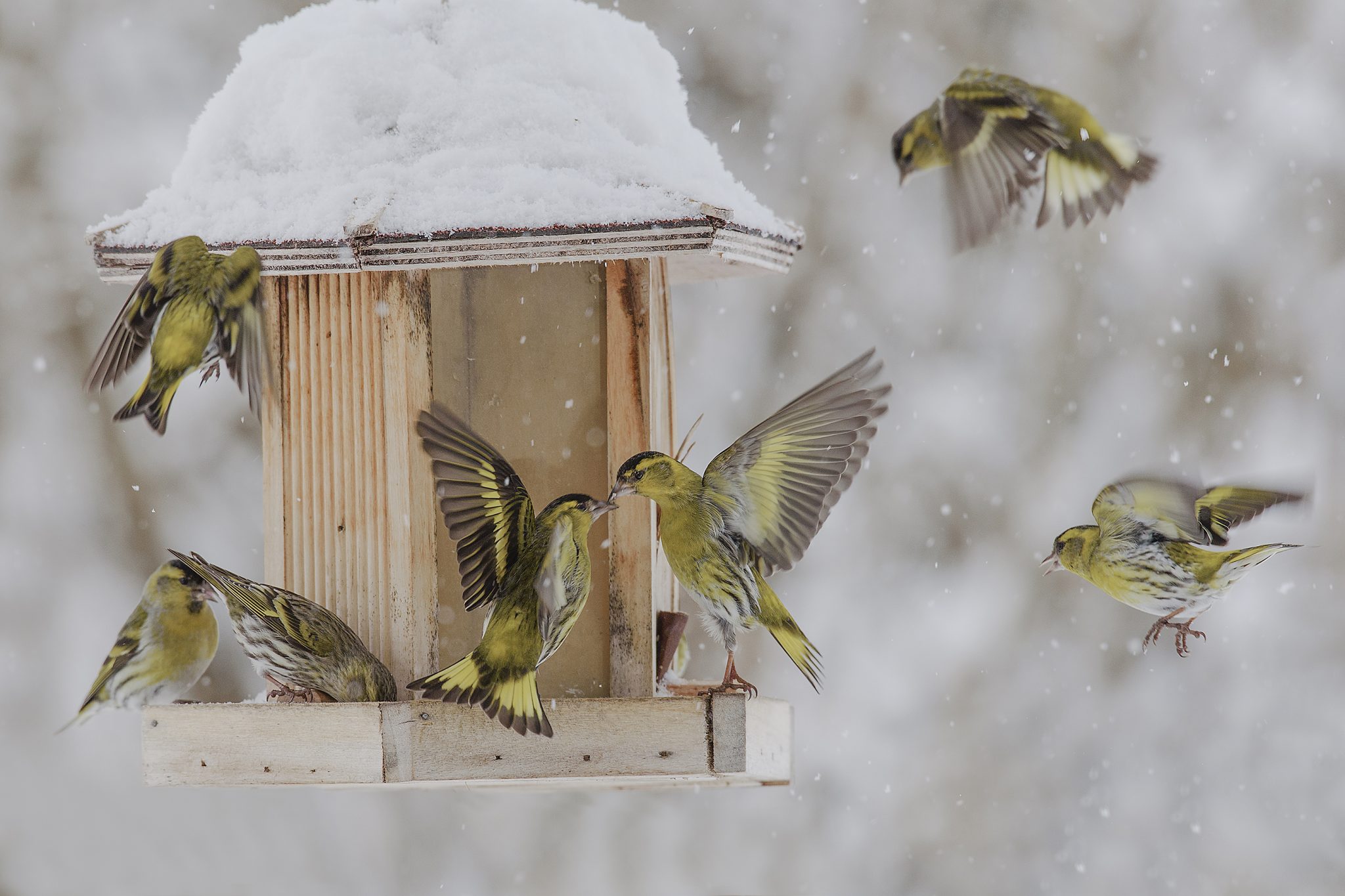 Wintervogelzählung_ Erlenzeisige