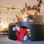 Ausstellung _Wildnis Stadt_ - Tiere erzählen im Tunnel Museum NÖ