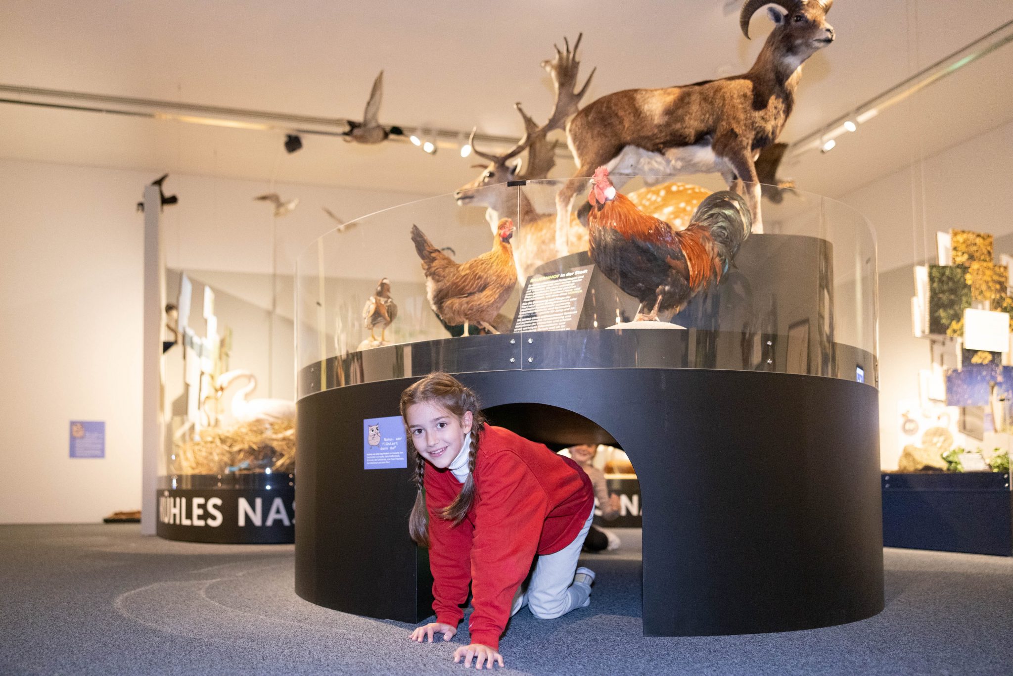 Ausstellung _Wildnis Stadt_ - Tiere erzählen im Tunnel Museum NÖ