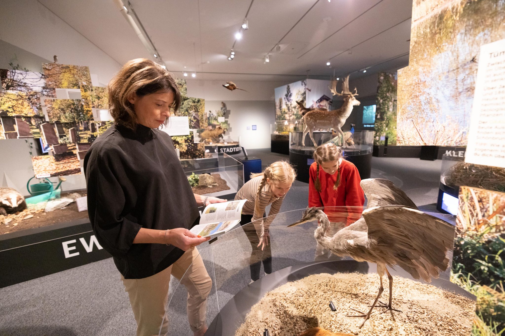 Ausstellung _Wildnis Stadt_Museum NÖ
