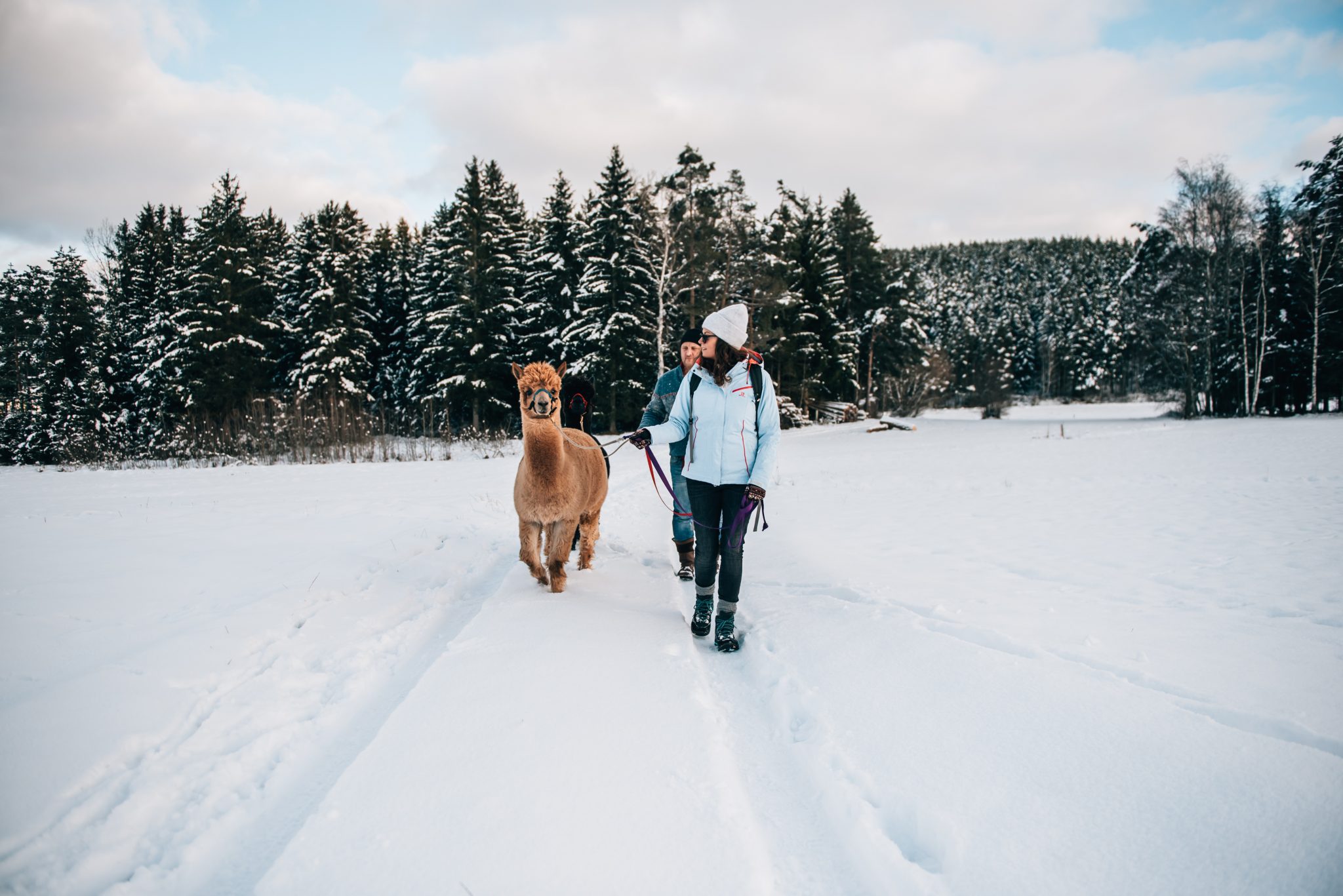 Alpakawanderung_1018(C)Waldviertel Tourismus, sommertage.com