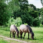 Marchegg Konikpferde_SKS_N1A0251-2a(c)Schwarz-König und Sinzinger