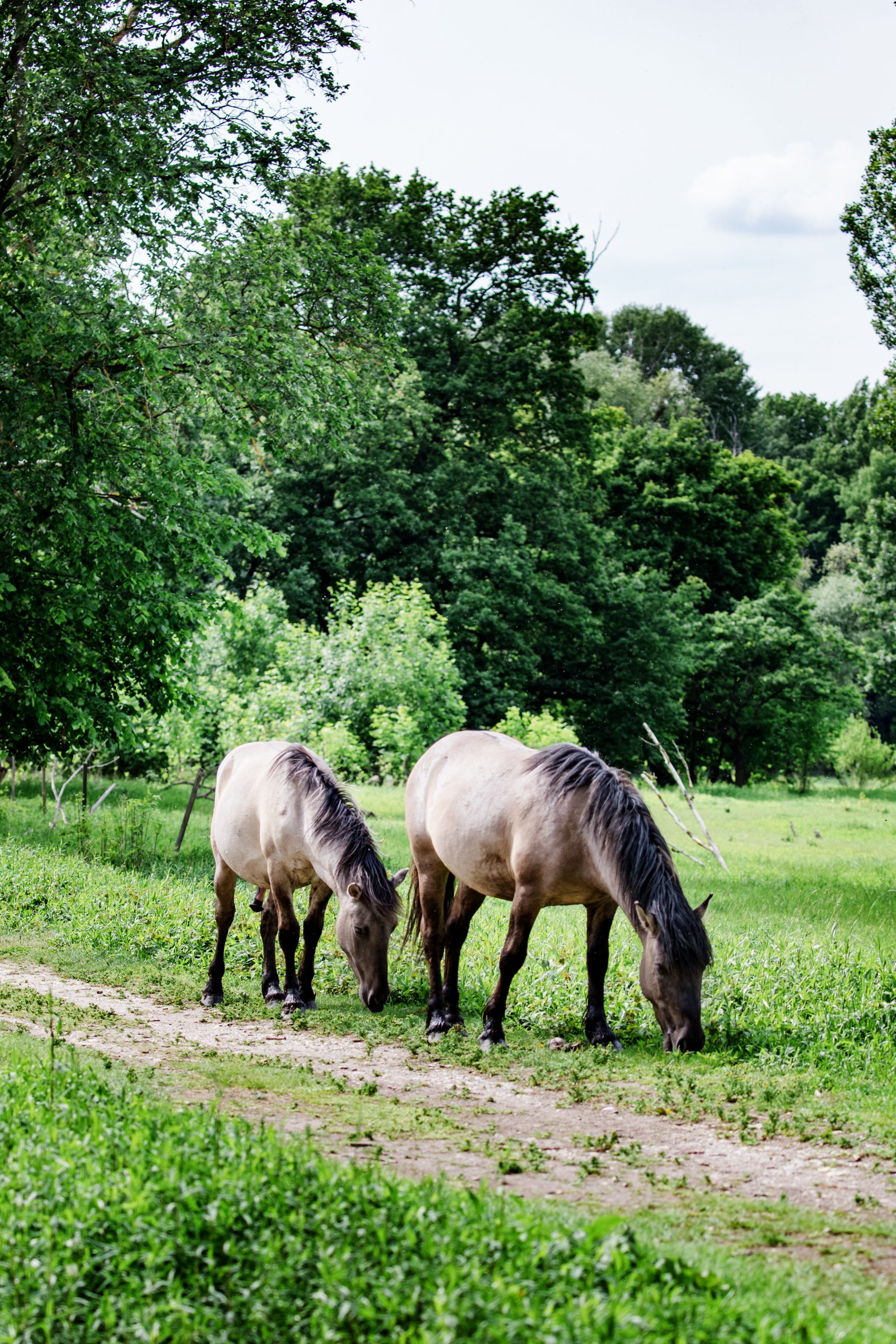 Marchegg Konikpferde_SKS_N1A0251-2a(c)Schwarz-König und Sinzinger