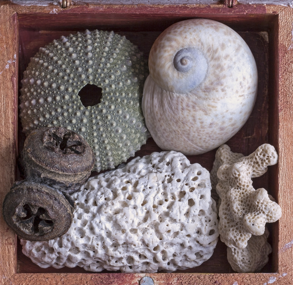 View,Of,A,Small,Cabinet,Of,Wonder,,Wunderkammer.,Collection,Of