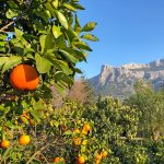 eurohike-wanderreisen-mallorca-orangen-trans-tramuntana-gebirge