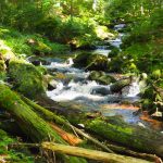 Waldnatur in Reschbach.