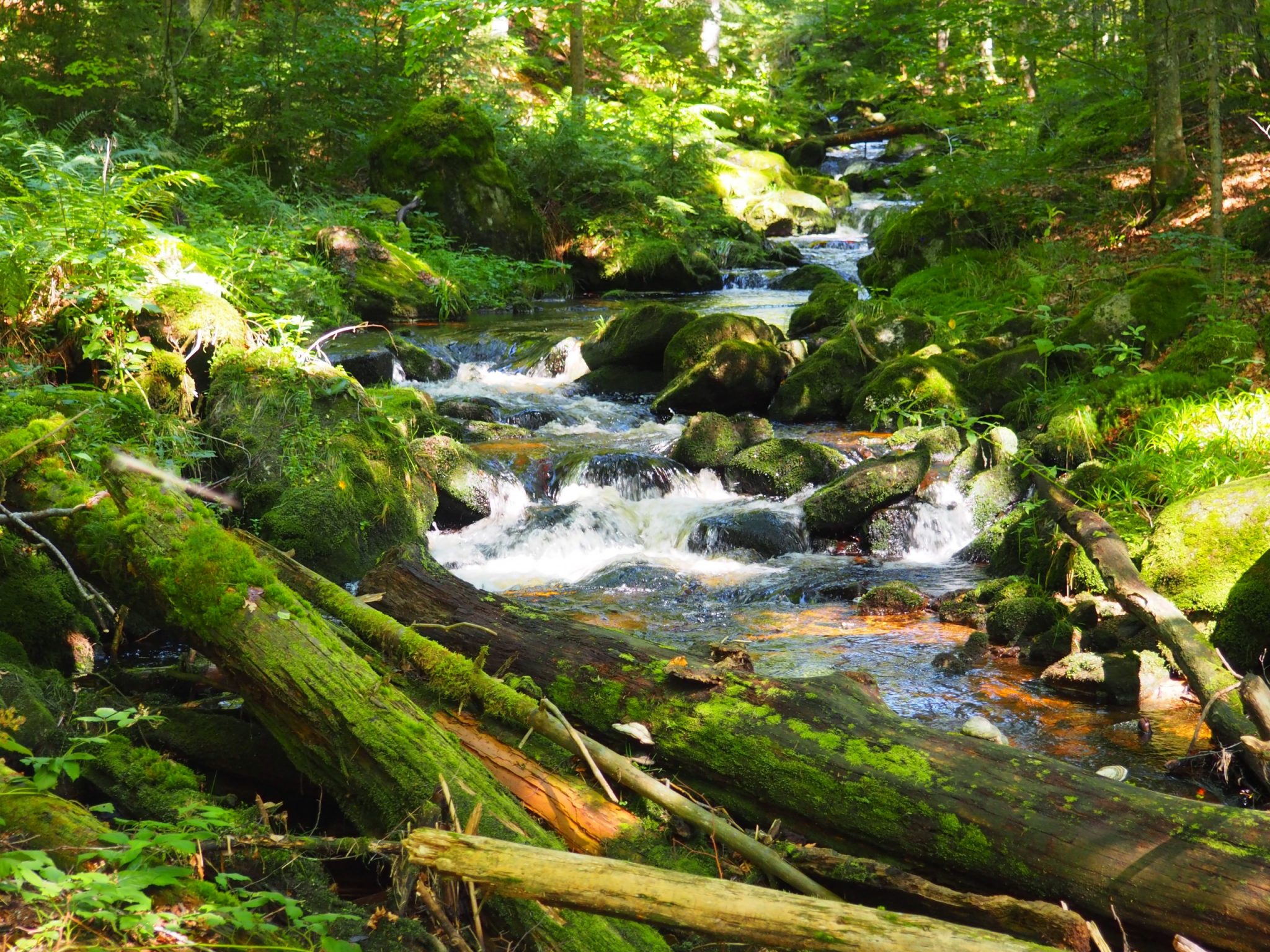Waldnatur in Reschbach.
