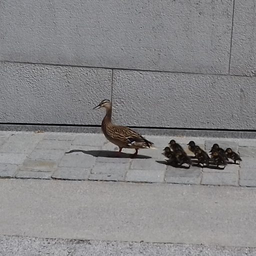 Entenfamilie vor Landesbibliothek