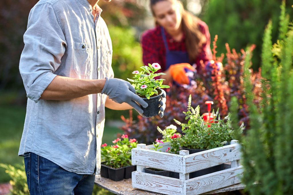 Guy gardener in garden gloves puts the pots with seedlings in the white wooden box on the table and a girl prunes plants in the wonderful nursery-garden on a sunny day. .