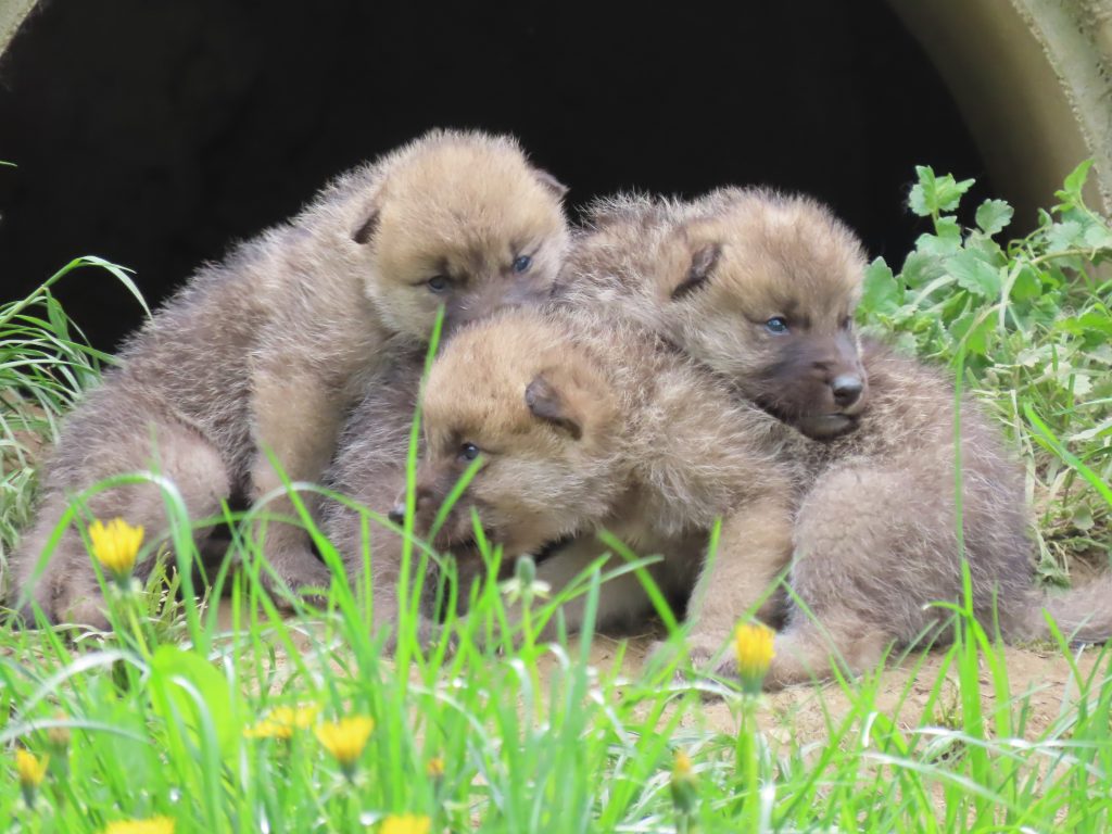 Vierfacher Polarwolf Nachwuchs in der Tierwelt Herberstein