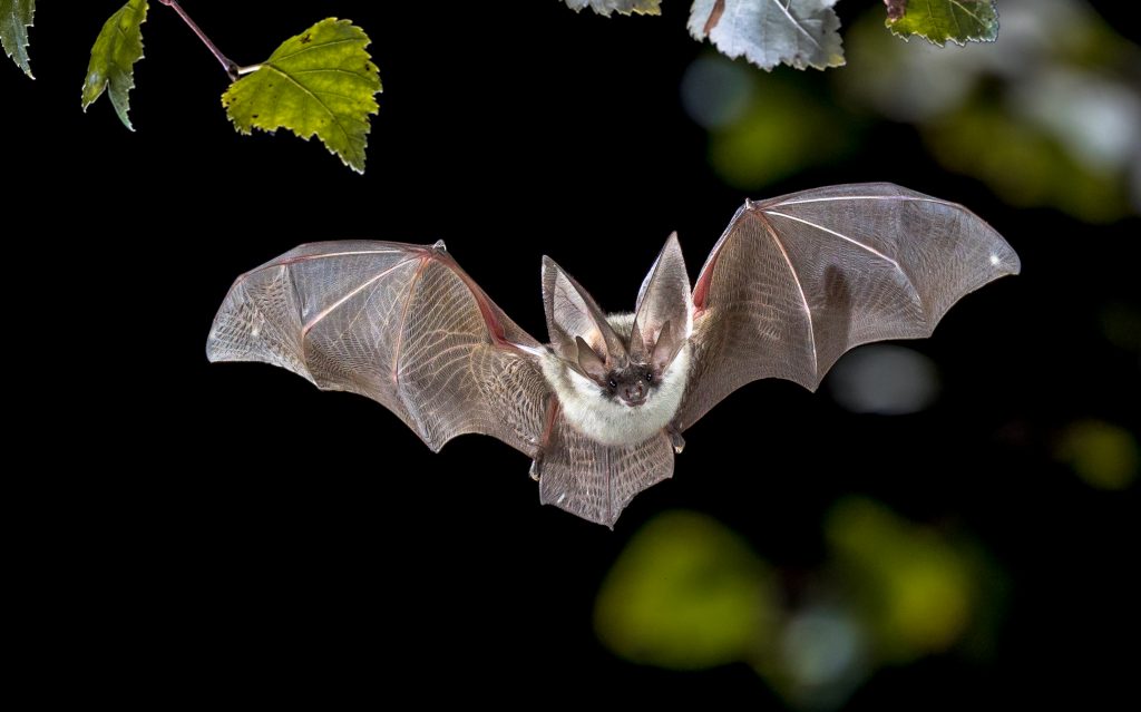Flying,Bat,Hunting,In,Forest.,The,Grey,Long-eared,Bat,(plecotus